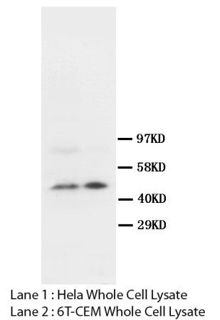 Anti-SKP2 Antibody