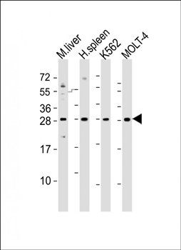 SLA2 antibody