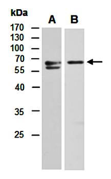SLAMF1 (N) Antibody, Rabbit Polyclonal