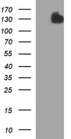 SLA2 Antibody