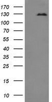 SLAP2 Antibody