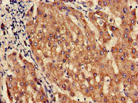 SLC10A3 Antibody
