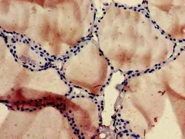 SLC10A3 Antibody