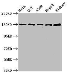 SLC12A2 antibody