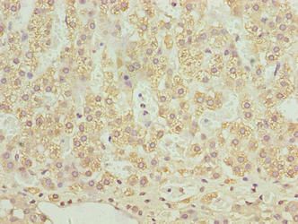 SLC12A4 Antibody