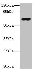 SLC13A2 Antibody