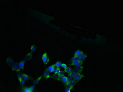 SLC13A4 antibody