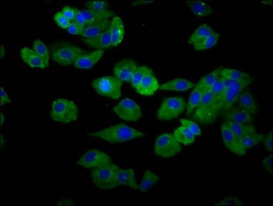 SLC15A4 antibody