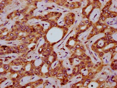 SLC15A4 Antibody
