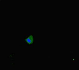 SLC16A10 Antibody