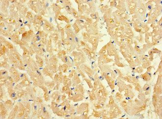 SLC16A10 Antibody