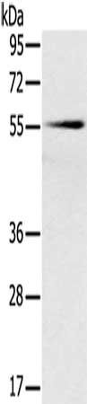 SLC16A10 Antibody