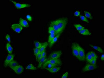 SLC16A12 antibody