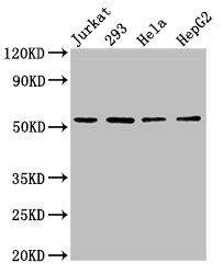 SLC16A12 antibody