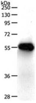 SLC16A1 Antibody