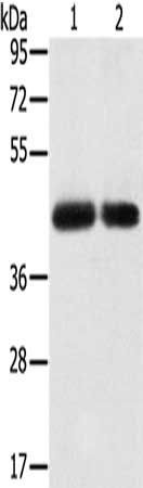 SLC16A3 antibody