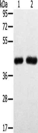 SLC16A3 antibody