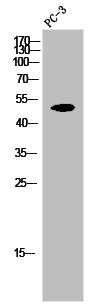 SLC16A3 Antibody