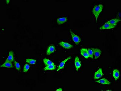 SLC16A7 Antibody