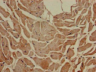 SLC16A7 Antibody