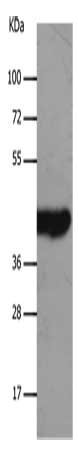 SLC16A7 Antibody