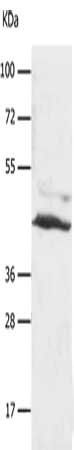SLC16A7 antibody