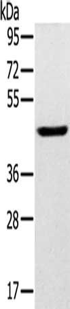 SLC16A8 antibody