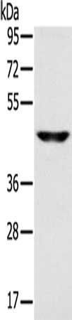 SLC16A8 antibody