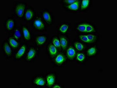 SLC16A8 antibody