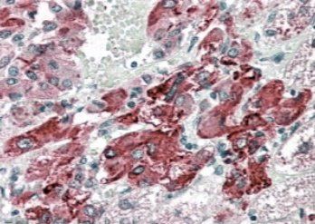 Goat anti-VMAT2 / SLC18A2 Antibody