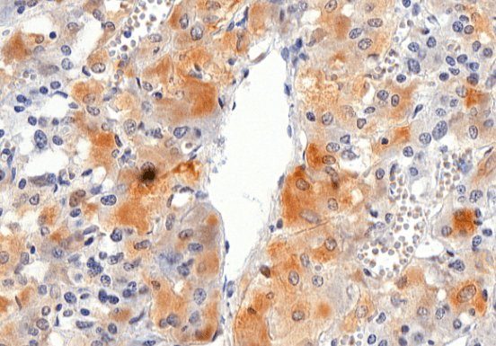 Goat anti-VMAT2 / SLC18A2 Antibody