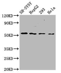 SLC19A3 antibody