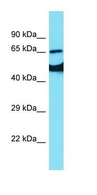 SLC1A2 antibody