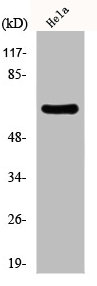 SLC1A3 Antibody