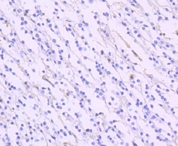 EAAT1 SLC1A3 Rabbit Monoclonal Antibody
