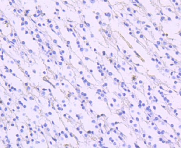 Anti-EAAT1 SLC1A3 Rabbit Monoclonal Antibody