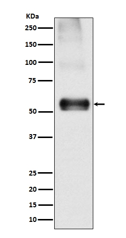 Anti-EAAT1 SLC1A3 Rabbit Monoclonal Antibody