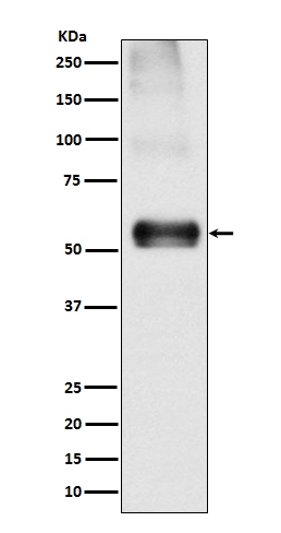 EAAT1 SLC1A3 Rabbit Monoclonal Antibody