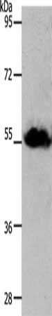 SLC1A4 Antibody