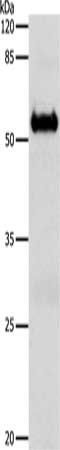 SLC1A6 antibody