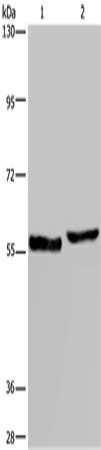 SLC1A6 antibody