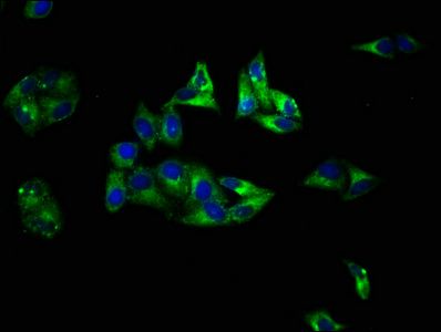 SLC1A7 Antibody