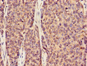 SLC20A1 Antibody