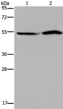 SLC22A12 Antibody