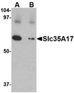 Slc22A17 Rabbit Polyclonal Antibody