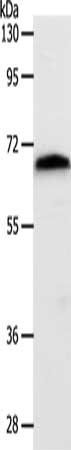 SLC22A3 antibody