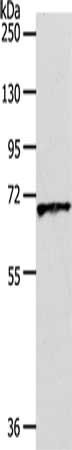 SLC22A3 antibody