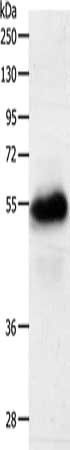 SLC22A6 antibody