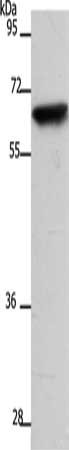 SLC22A8 Antibody