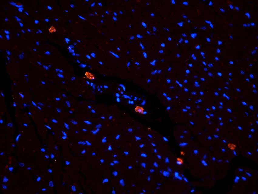 SLC22A8 antibody